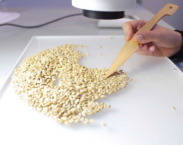 TAGARNO digital microscopes are great for variety identification of seeds
