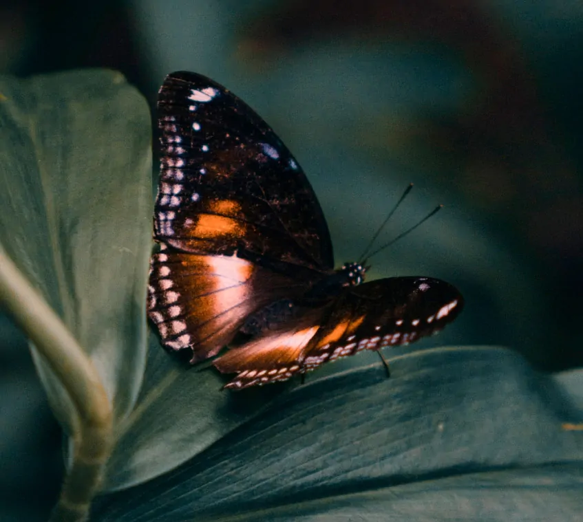 Closeup of orange butterfly on green leaves