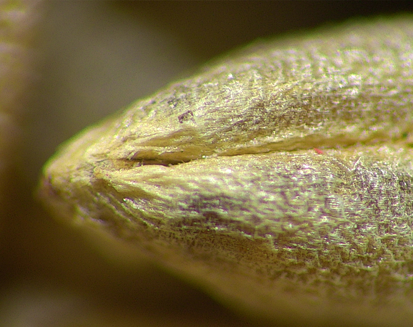 Closeup of a seed, magnified with a TAGARNO digital microscope