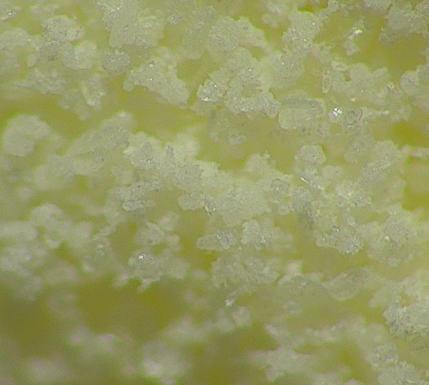 Magnified milk powder with digital camera microscope used in quality control 