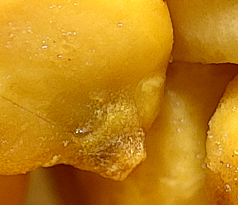 Orkla Kims TAGARNO image of peanuts captured with a digital microscope