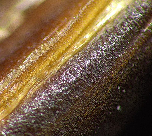 Close-up of seed