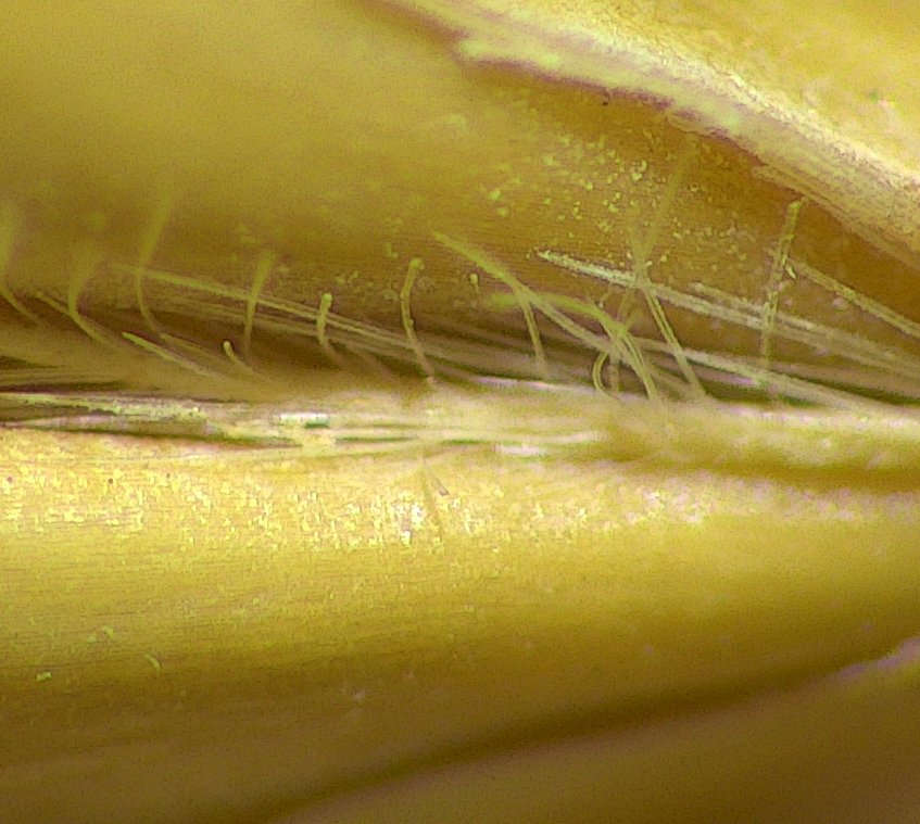 Closeup of seed