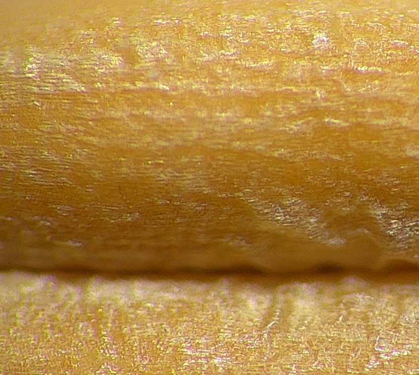 Seed purit analysis testing using a TAGARNO digital camera microscope 
