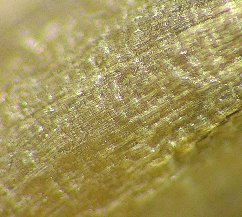 Closeup of a seed