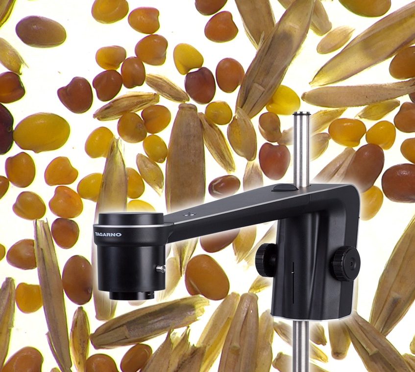Women looking at a digital microscope when doing seed identification
