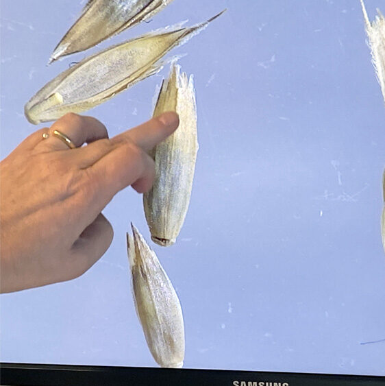 Lab technician pointing at seeds on screen displayed with a camera microscope