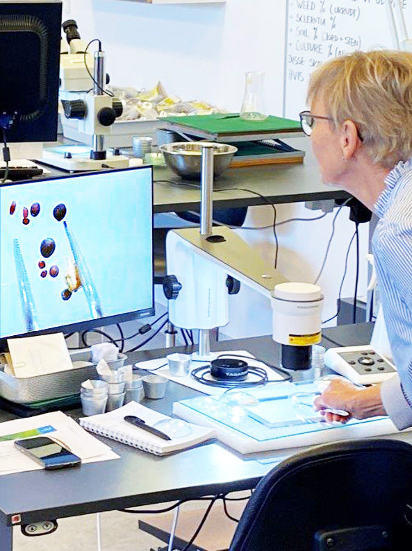 Laboratory technician analyzing grass seeds using a digital camera microscope